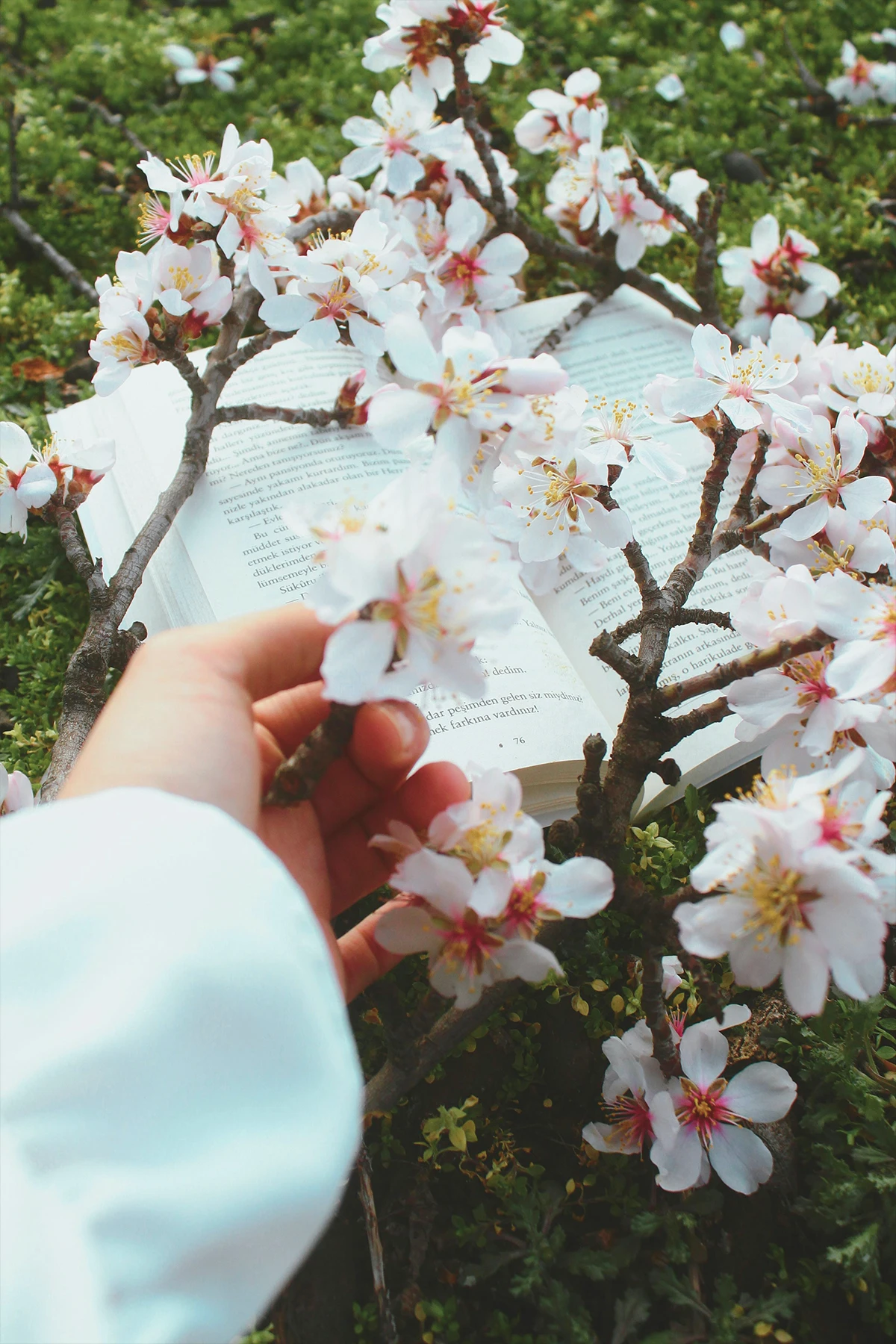 Agapais Dettaglio Verticale