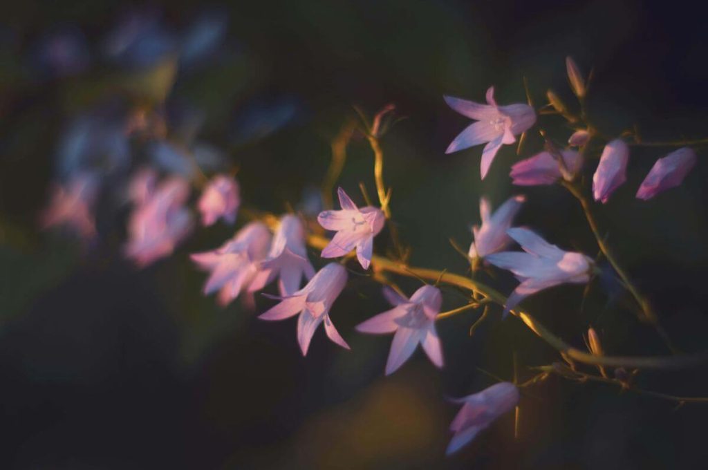 Fiori simbolo di fioritura spirituale