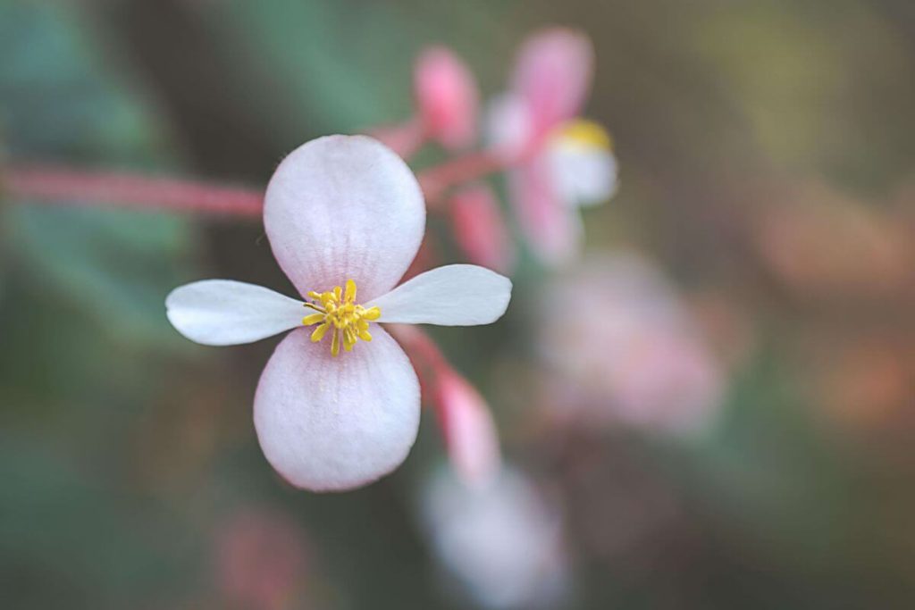Fiori simbolo di fioritura spirituale