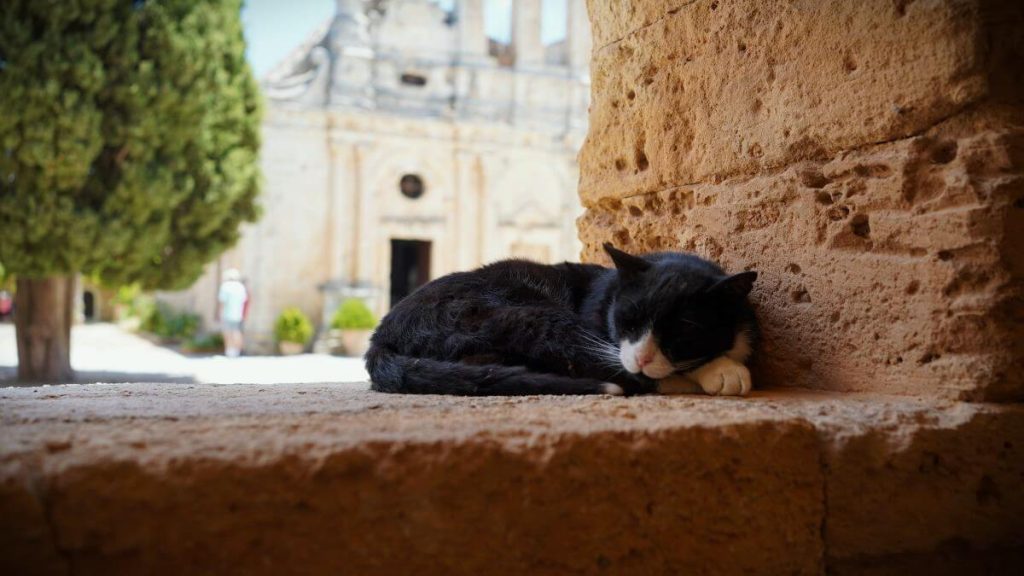 gatto dorme tranquillo al monsatero di Arkadi, Creta