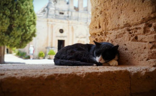 gatto dorme tranquillo al monsatero di Arkadi, Creta