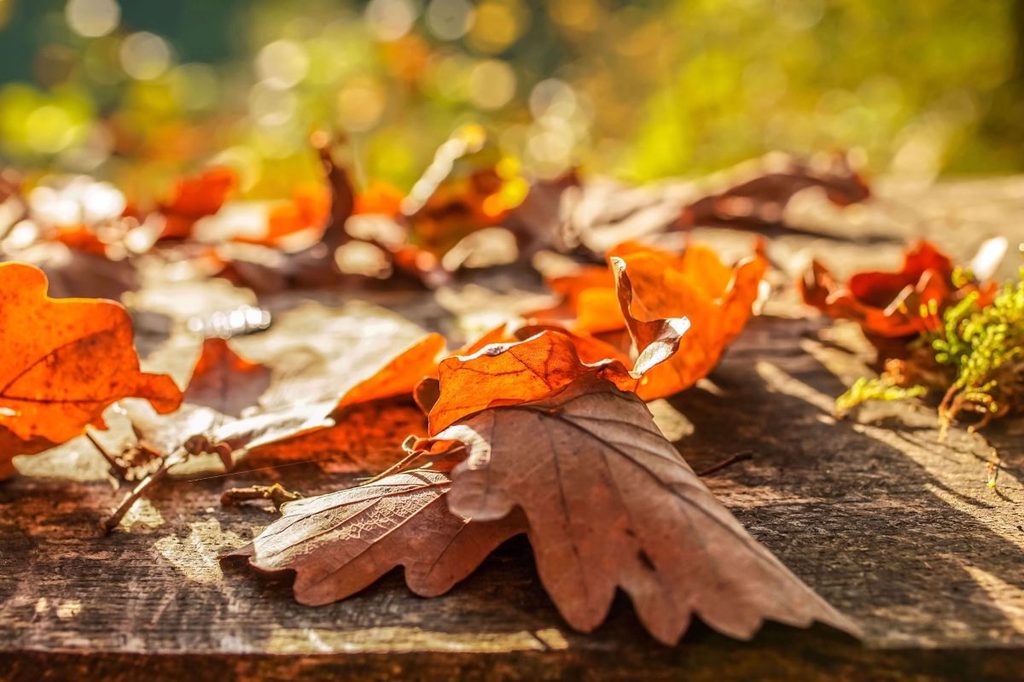 Foglie autunnali arancioni su legno