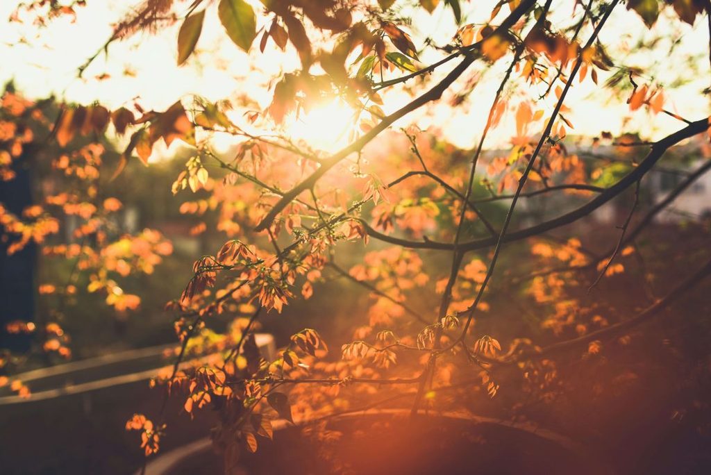 luce d'autunno che filtra tra i rami e le foglie